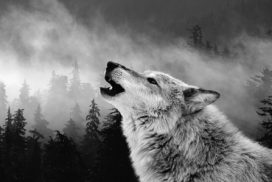 Howling Wolf