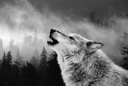 Howling Wolf