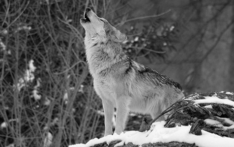 Howling Wolf Howling Wolf