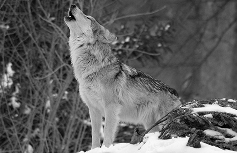 Howling Wolf